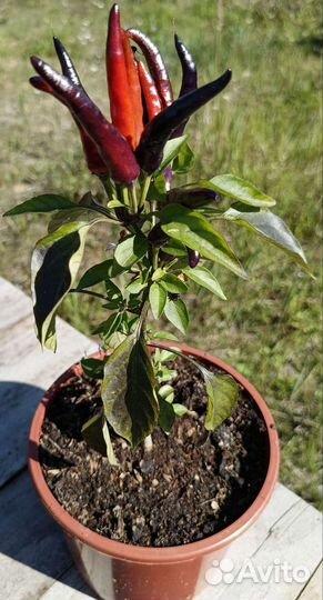 Перец острый Фокста, Хабанеро и др