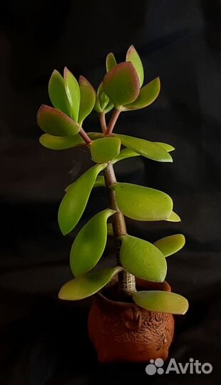 Денежное дерево - Толстянка (Крассула)