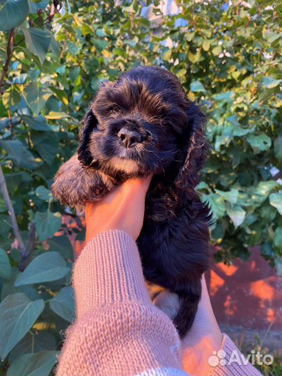 Кокер спаниель