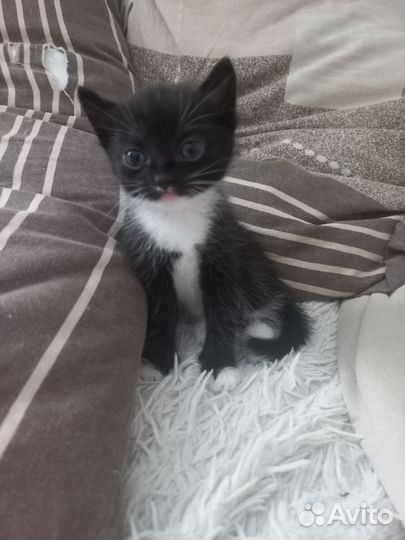 Сибирские котята