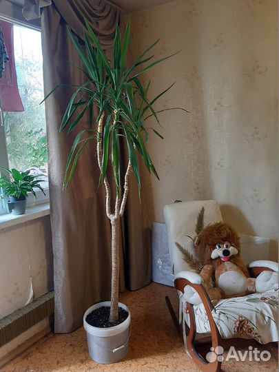 Пальма драцена