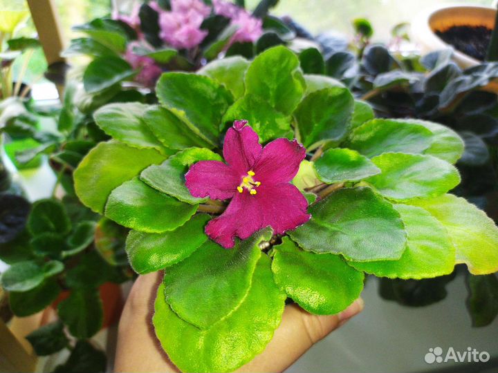 Фиалки сортовые