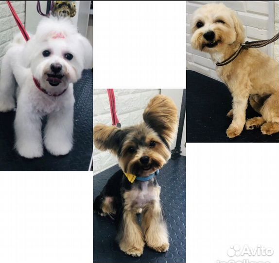 Груминг собак и кошек