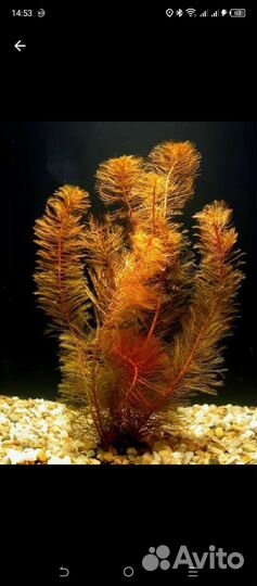 Перистолистник красный