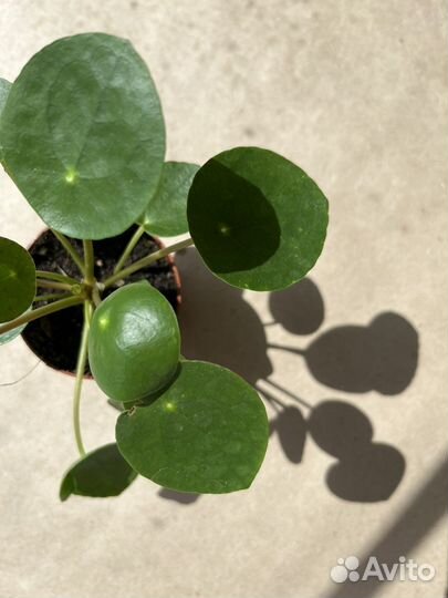 Комнатные растения Пилея Пеперомивидная