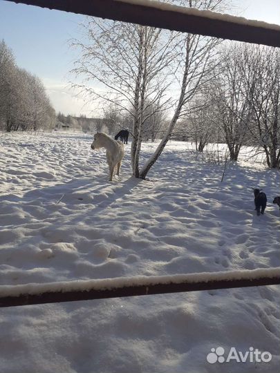 Постой для лошадей