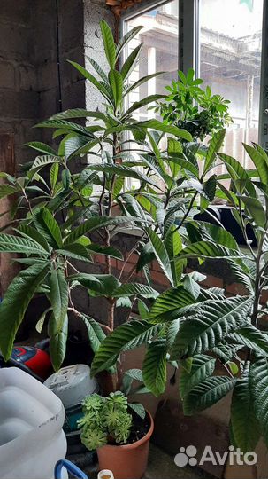 Мушмула японская