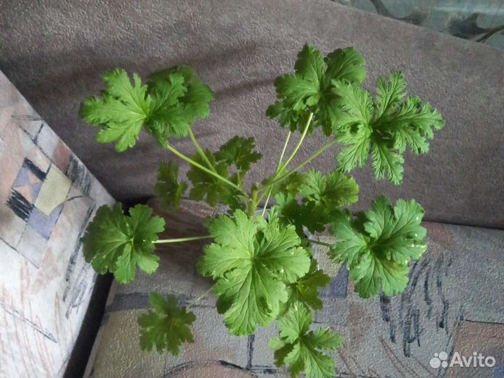 Ривина, Шефлера, Фикус, драцена, колеус