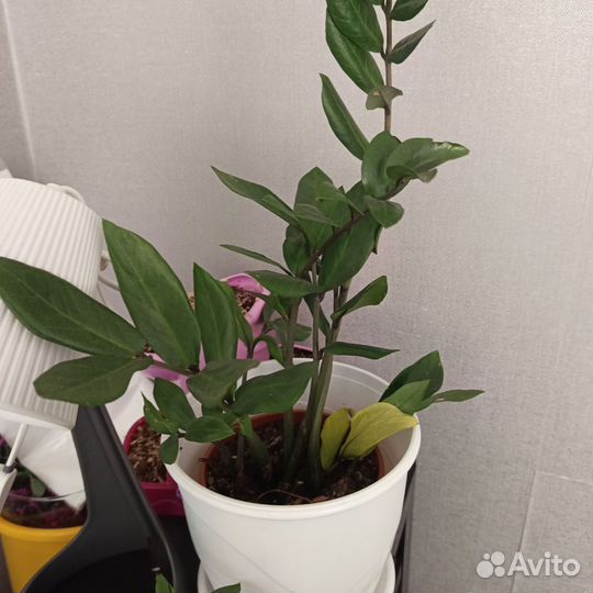 Замиокулькас