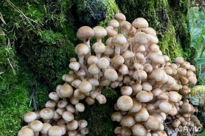 Опята осенние свежие