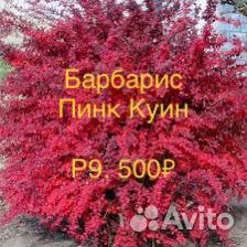 Барбарис Голден Ринг и другие