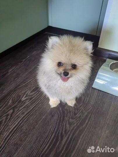 Померанский шпиц мини