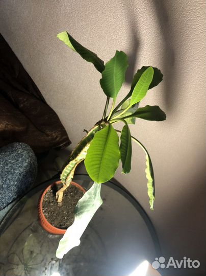 Цветок в горшке молочай