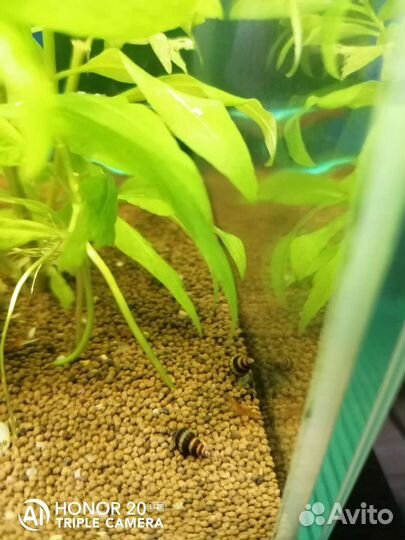 Улитки хелены