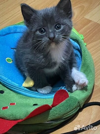 Отдам котят в добрые руки