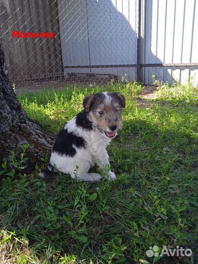 Жесткошерстный фокстерьер