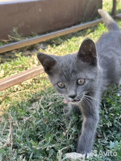 Котята в беде