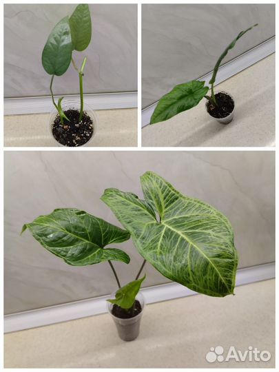 Сциндапсусы, Сингониумы, Филодендроны