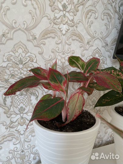 Аглонема крит