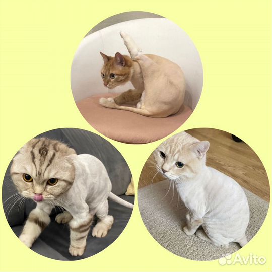 Грумер / Стрижка кошек и собак