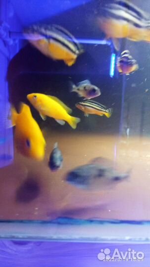 Дельфин цихлида Африки - Аквариумные рыбки