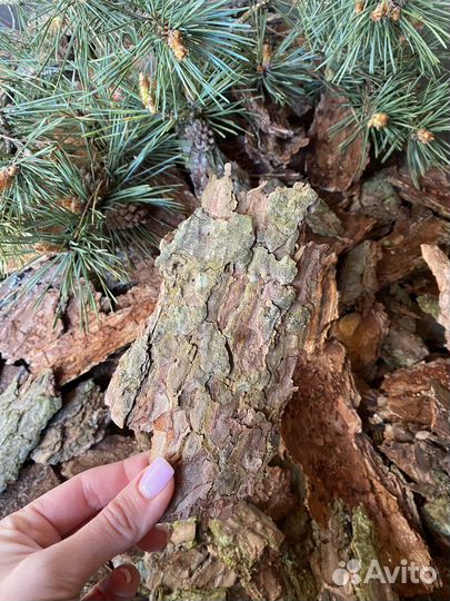 Кора сосны мульча
