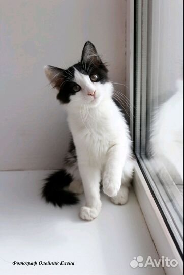 Девочка в добрые руки