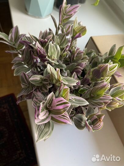 Традесканция