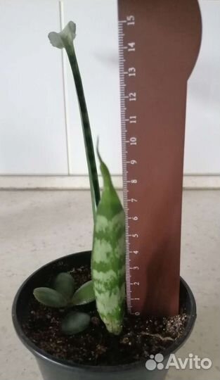 Сансевиерия щучий хвост, диффенбахия