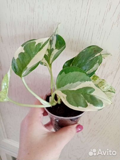 Сциндапсусы, Эпипремнумы сортовые