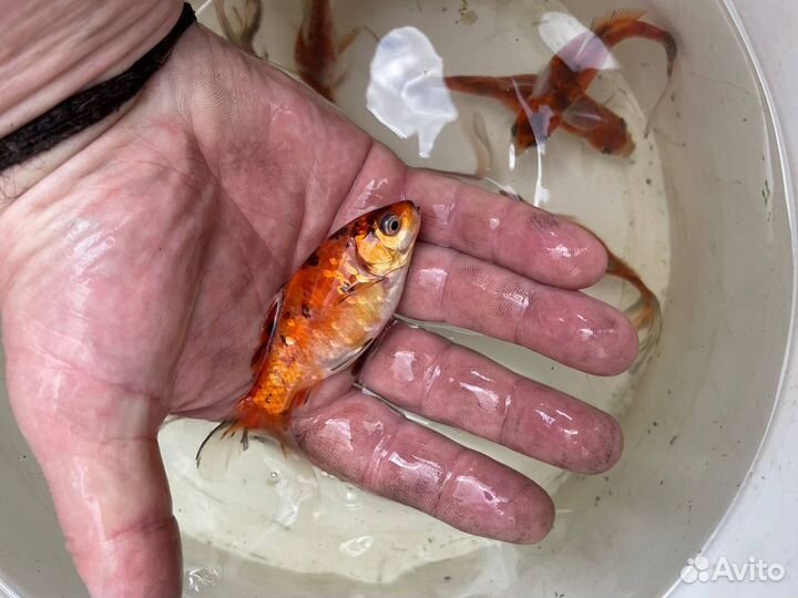 Декоративная рыба (похожа на карпа кои)