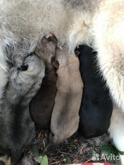 Щенки хаски