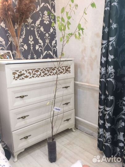 Слива сортовая Хопты жёлтая, черная (саженцы)