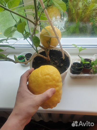 Лимон плодоносящий саженцы