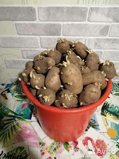 Картофель на посадку