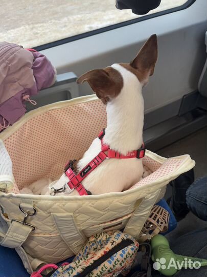 Переноска для собак мелких пород
