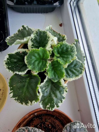 Сортовые фиалки