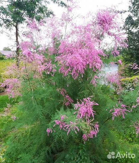 Многолетнее растение для сада Тамарикс