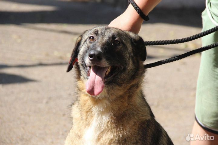 Собака Мира в добрые руки