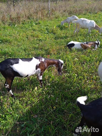 Нубийские козы