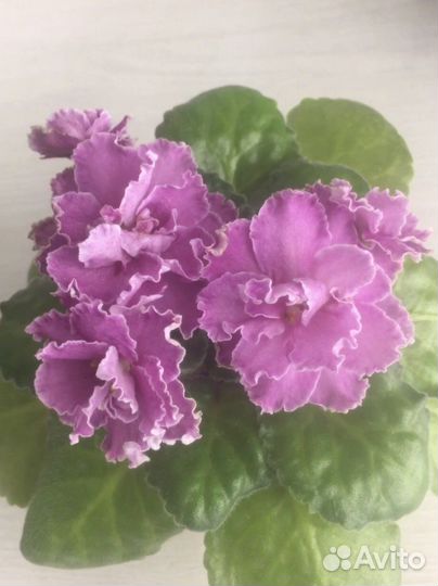 Детки сортовых фиалок