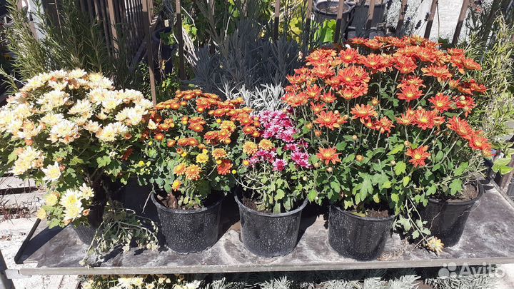 Хризантема шаровидная кустовая