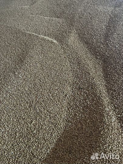 Ячмень, пшеница