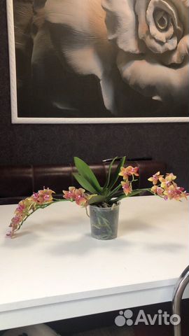Орхидея фаленопсис masterpies naranja арома