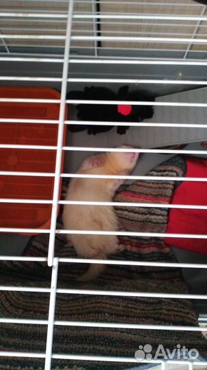 Харек албинос, пригласить самочек на вязку