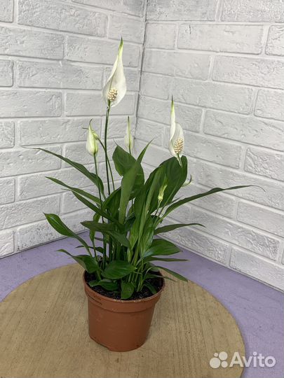 Спатифиллум