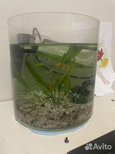 Аквариум с рыбками