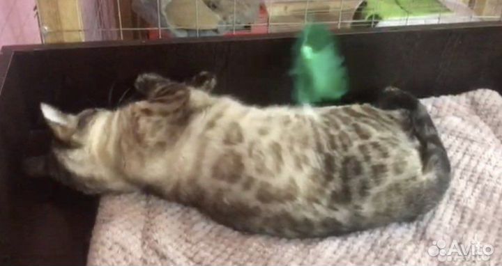 Бенгальская кошка Ракси взрослая