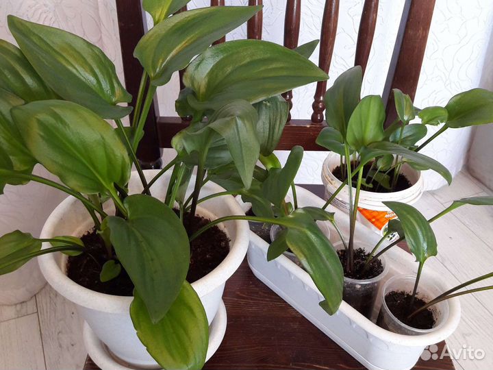 Цветы комнатные разные