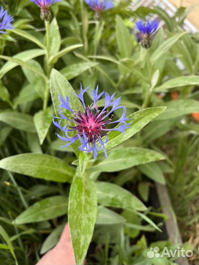 Васильки цветы многолетние